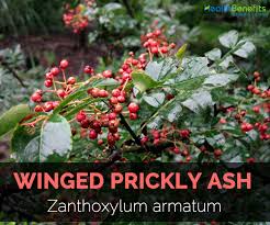 Indian Prickly Ash(Zanthoxylum rhetsa (Roxb.)DC.)